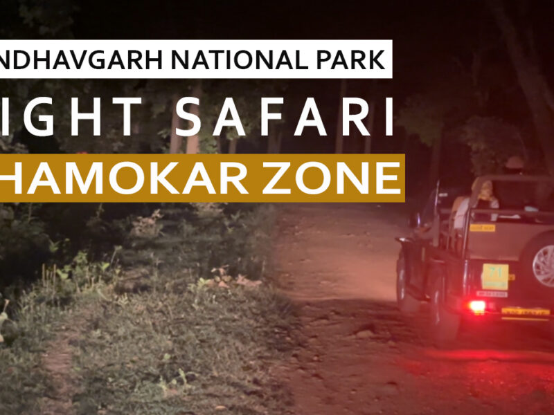 Night Safari in Bandhavgarh National Park