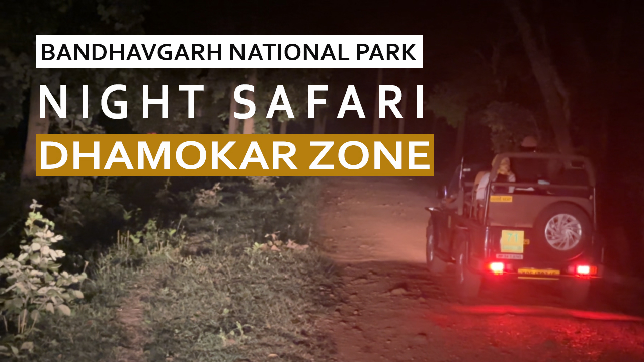 Night Safari in Bandhavgarh National Park